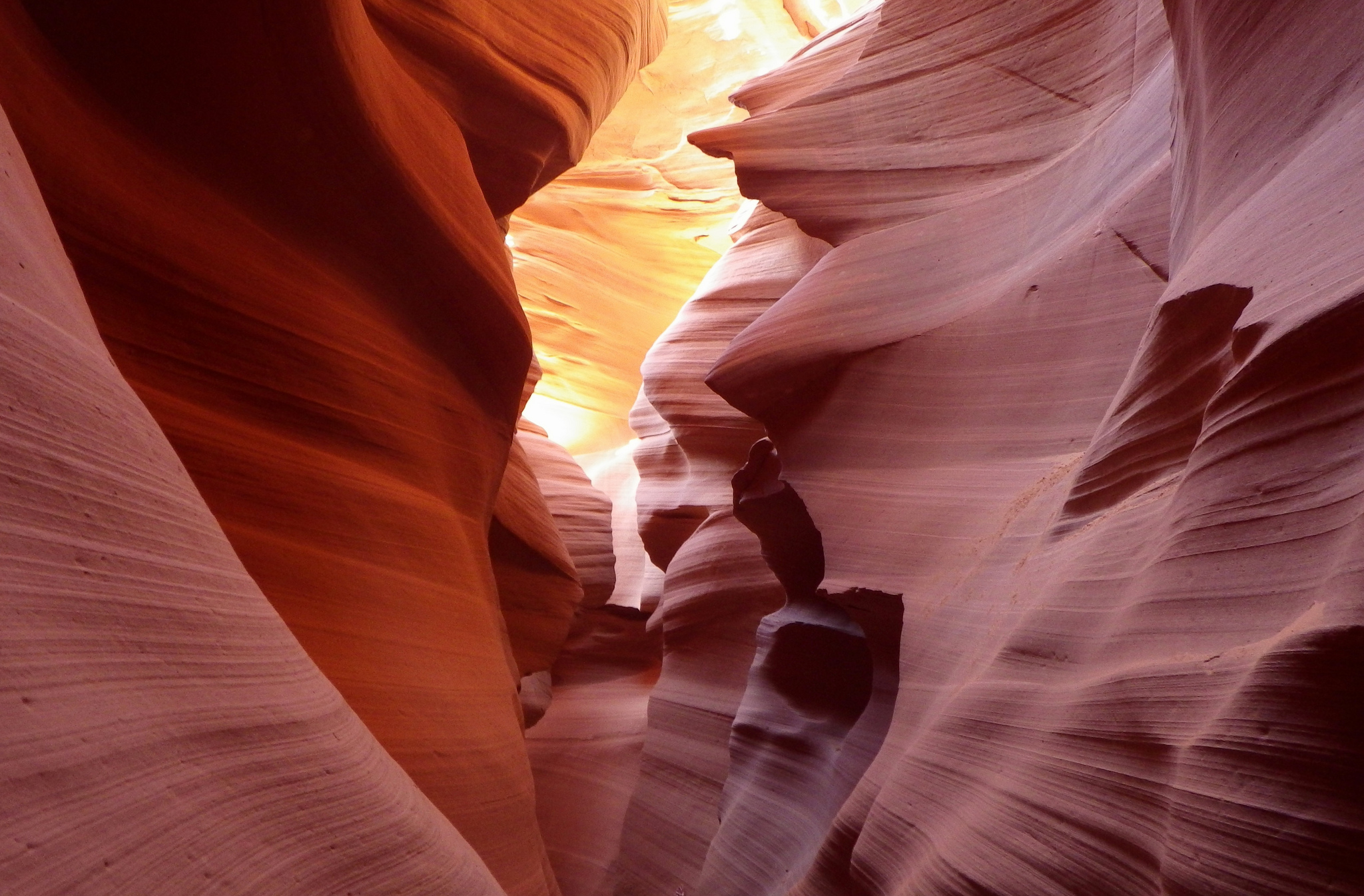 antelope