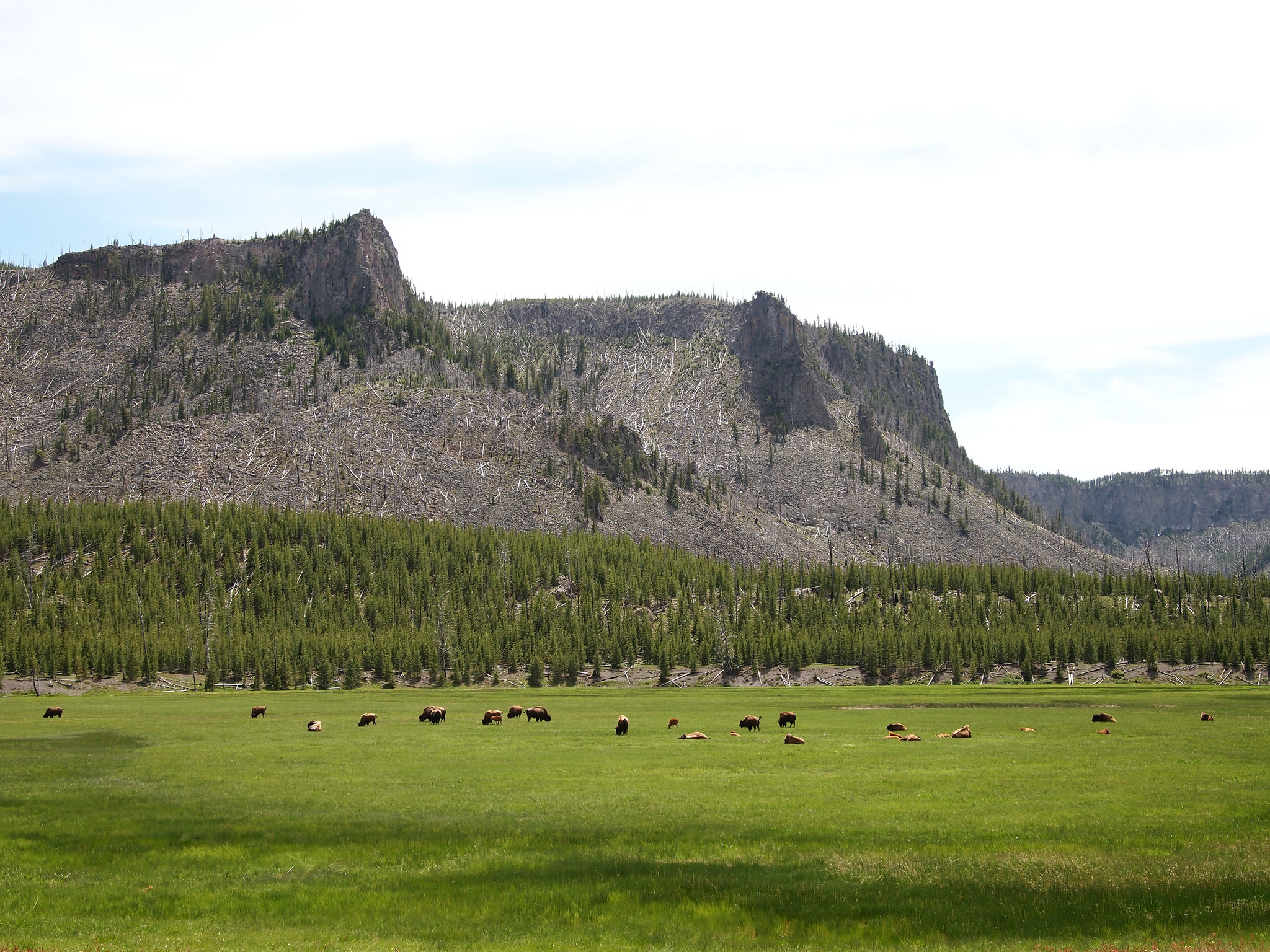 bison