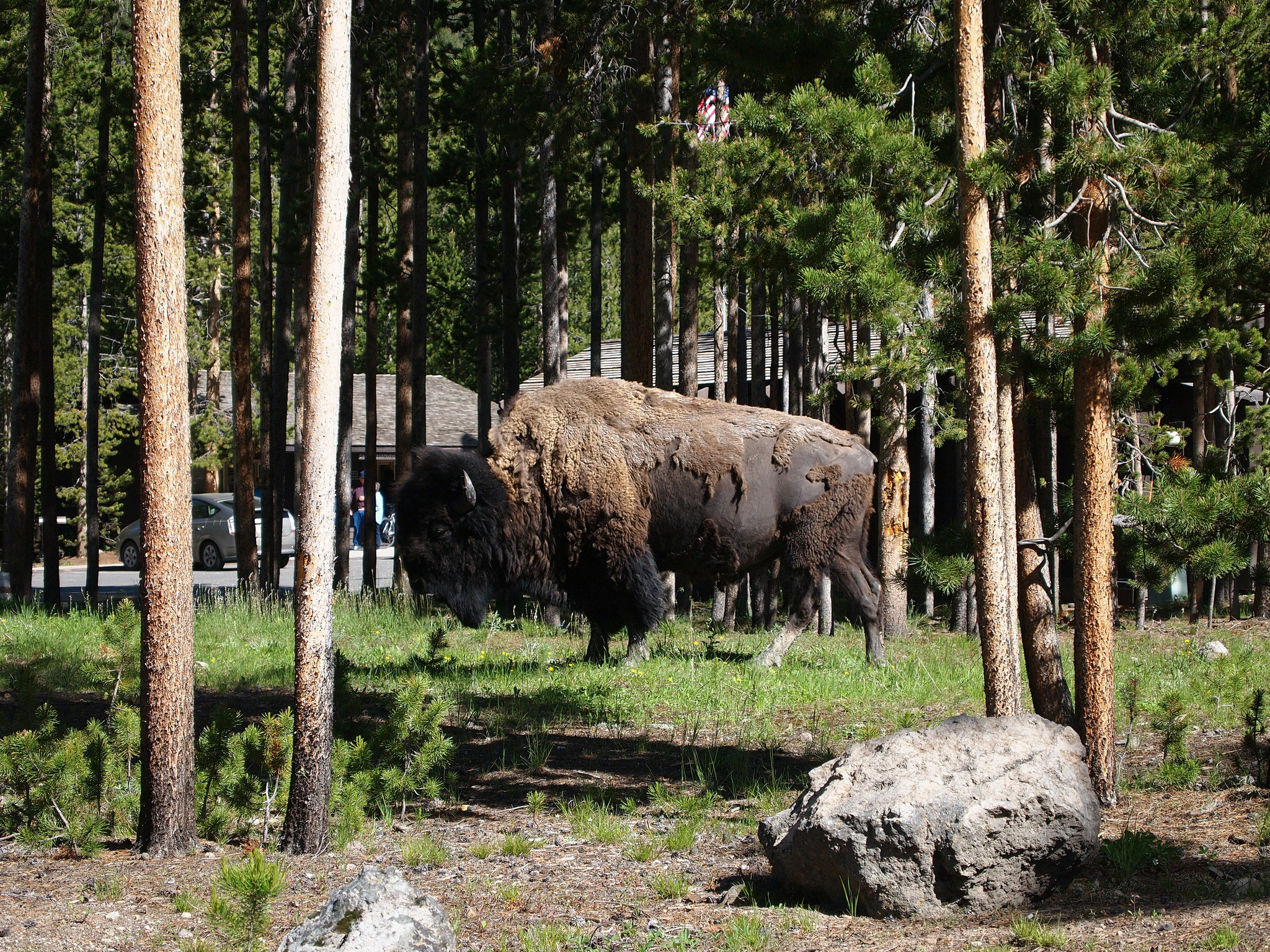 Yellowstonne