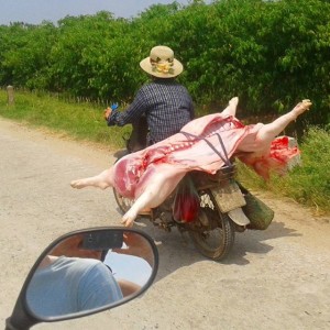 pig