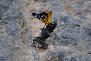 butterfly eating lizard