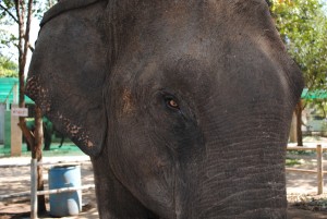 elephant eye