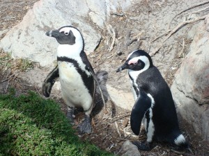 penguins