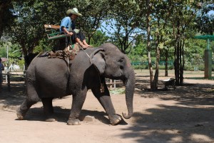 riding elephant