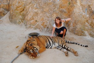tiger temple
